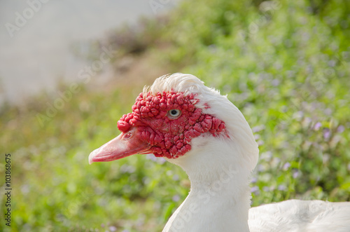 Close up of a muscovy duck head © Khwanchai