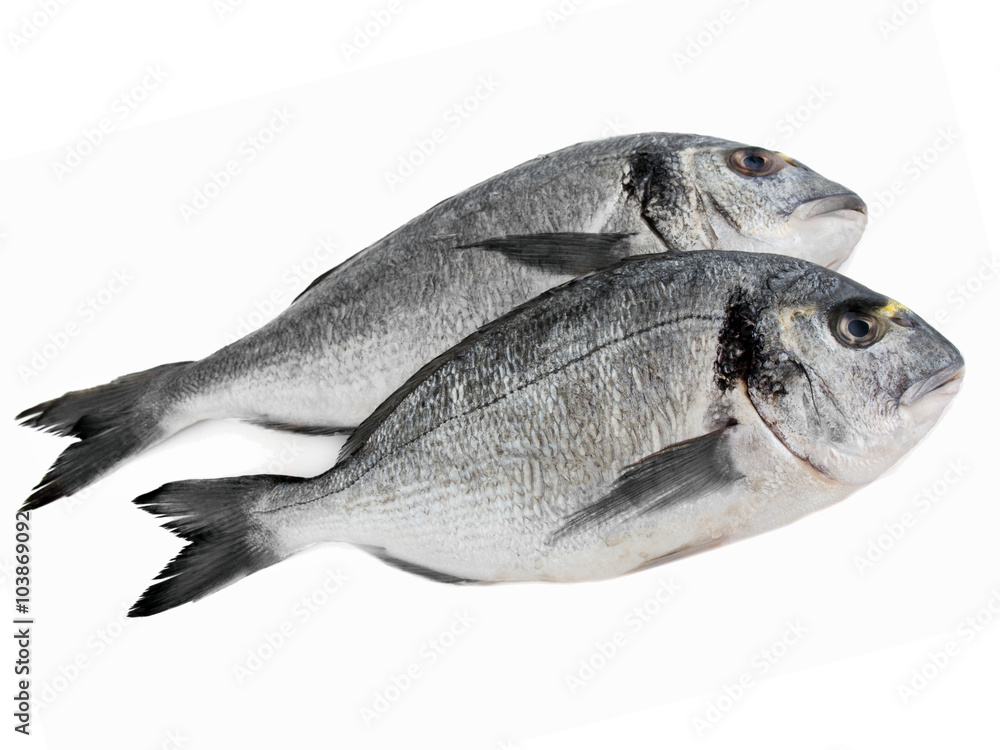 Doraden StockFoto Adobe Stock