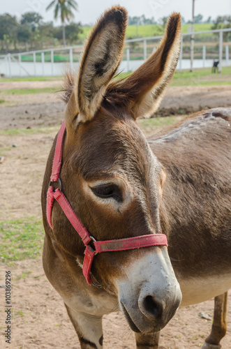 portrait of a donkey.