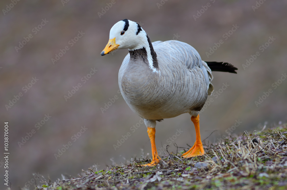 Fototapeta premium Bar-headed goose (Anser indicus)