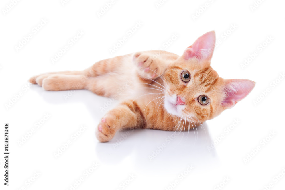 Happy playing pet cat kitten isolated