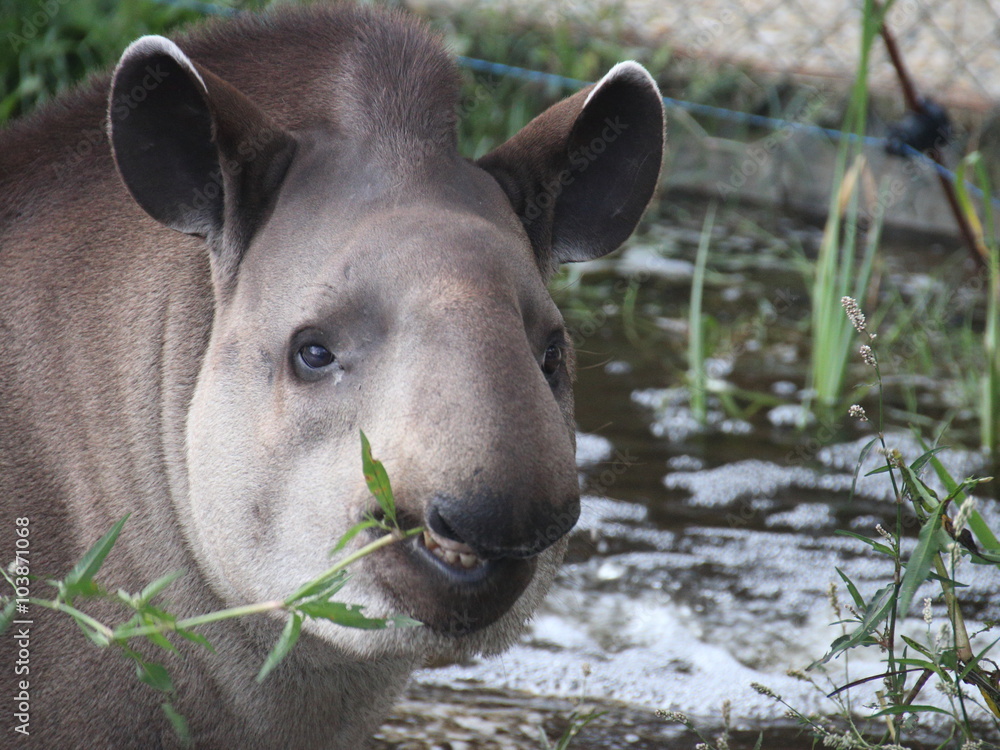 Tapir