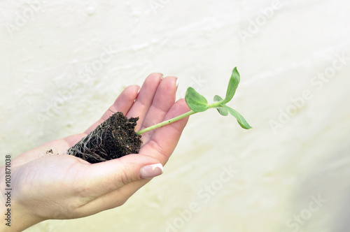 Sprout in Hand