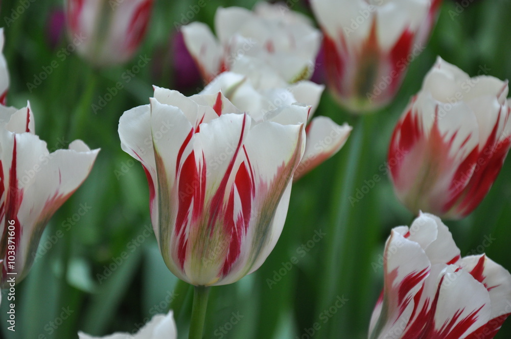 Obraz premium Tulipany