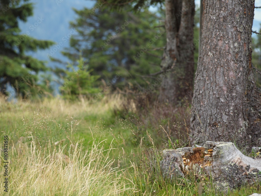 Fototapeta premium Bergwald