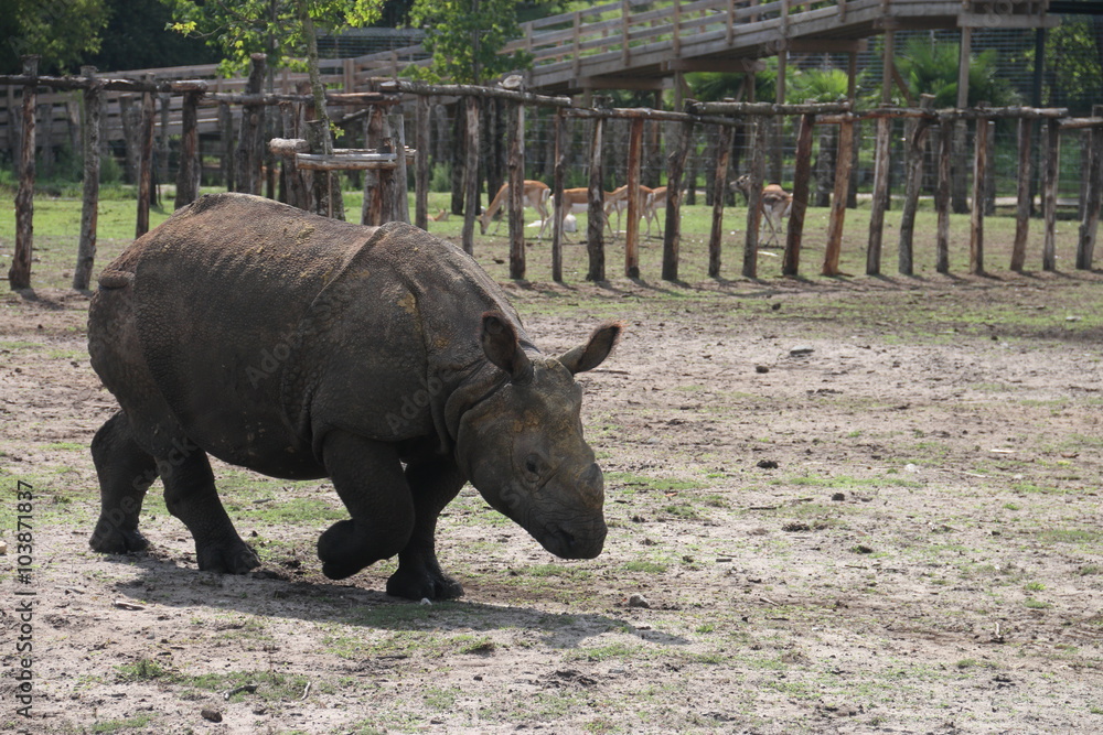 Obraz premium Nosorożec