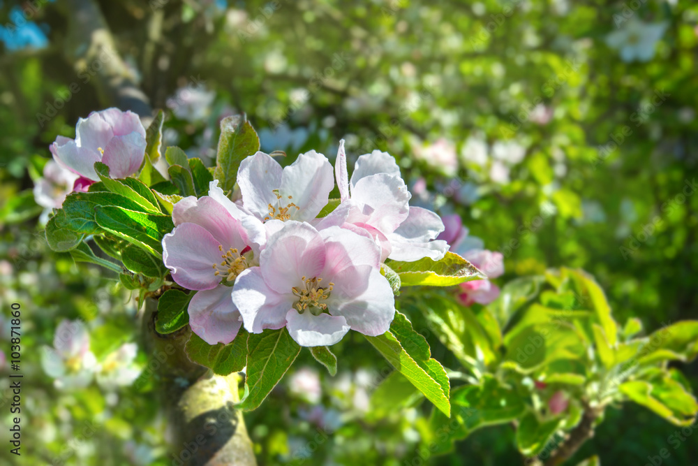 Apfelblüte Apfelblüte