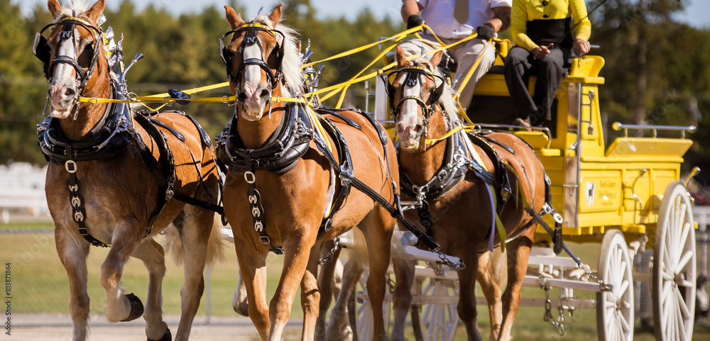 Fototapeta premium team of horse
