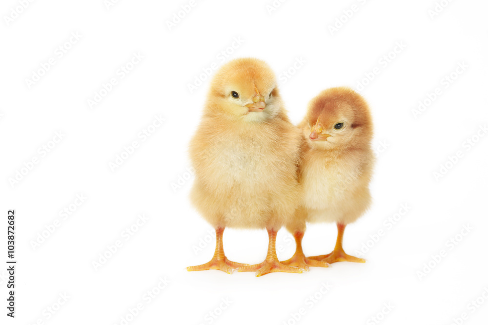 Obraz premium 2羽のヒヨコ