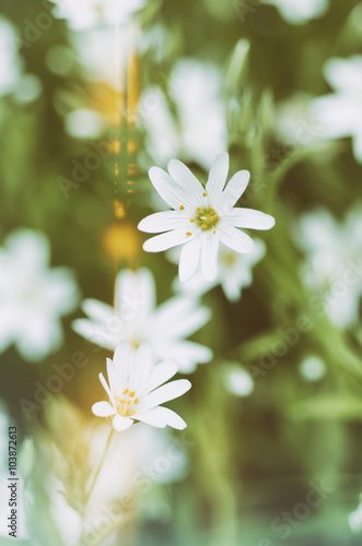 White tender spring flowers, Cerastivum arvense, growing at meadow. Seasonal natural floral vintage hipster background