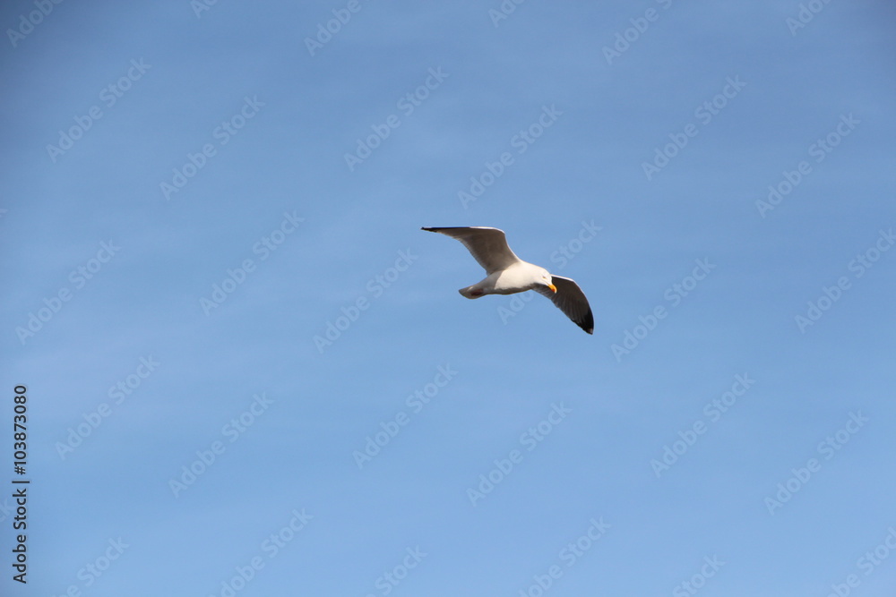 Mouette en vol Mouette en vol