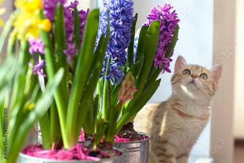 cat in flowers