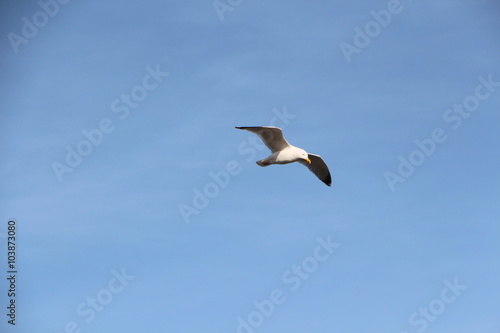 Mouette en vol