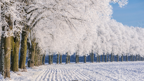Allee in Brandenburg mit bereiften Bäumen an einem kalten Wintertag