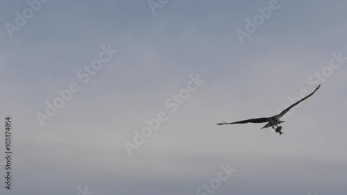 Osprey Bird with fish in flight Florida Wildlife