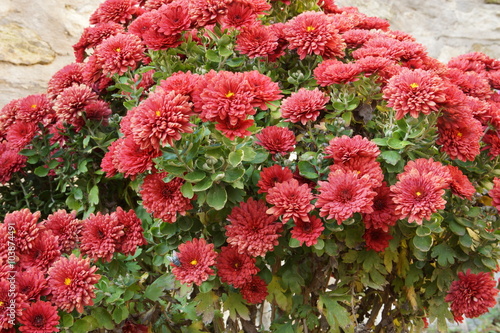 dark red chrysanthemums