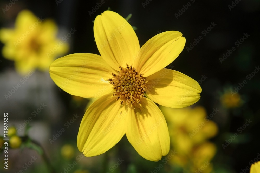 yellow flower yellow flower