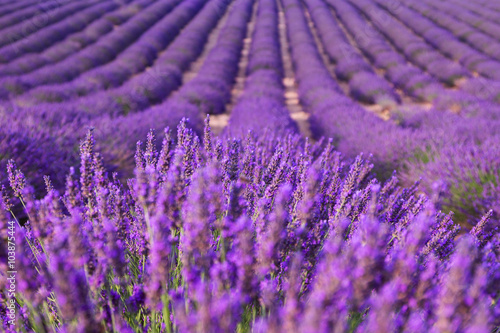 Beautiful fragrant lavender fields