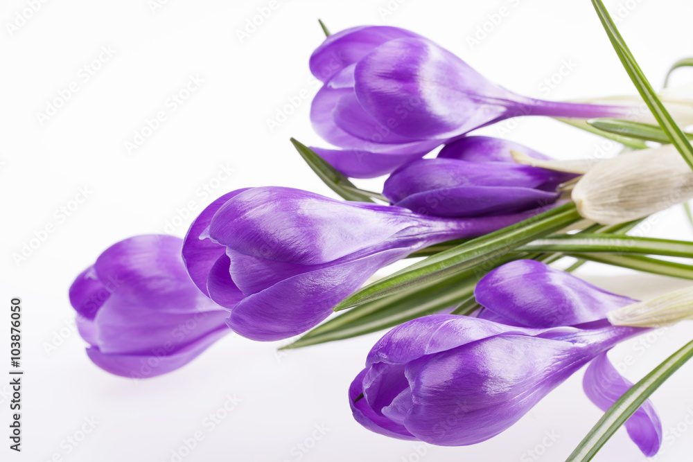 some flowers of violet crocus isolated on white background some flowers of violet crocus isolated on white background