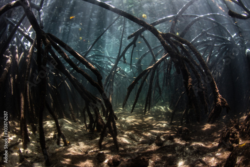 Mangrove Roots and Sunlight