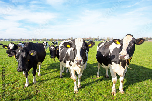 Φωτογραφία Cows in the countryside from the Netherlands