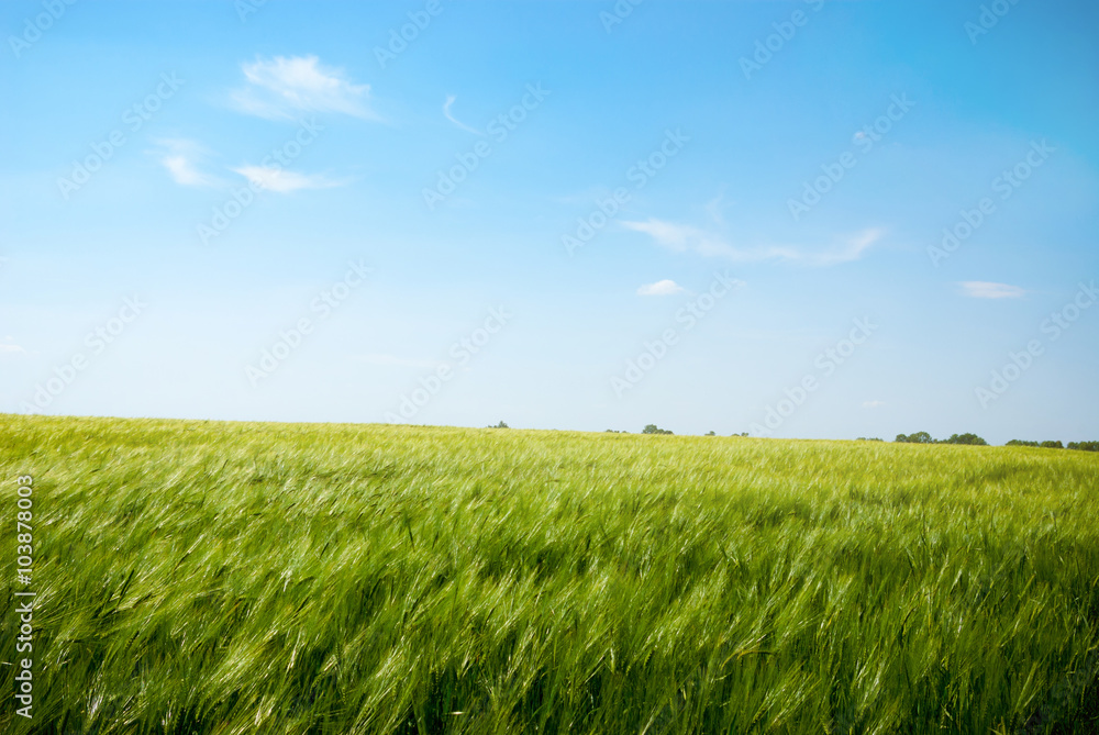 Fototapeta premium Wheat field