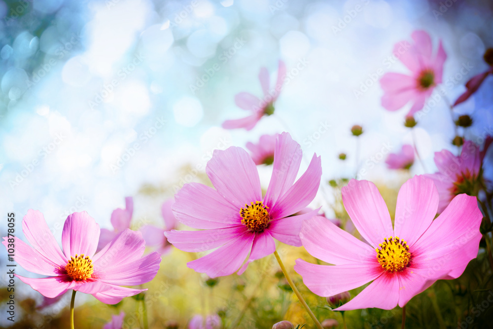 Field of flowers Field of flowers