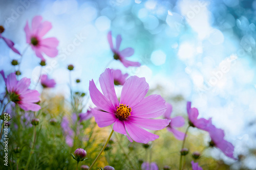Fototapeta Naklejka Na Ścianę i Meble -  Field of flowers