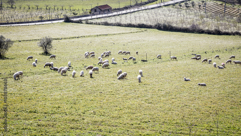 landscape with sheep grazing in the countryside landscape with sheep grazing in the countryside