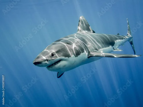 Fototapeta Wielki biały rekin i promienie słoneczne