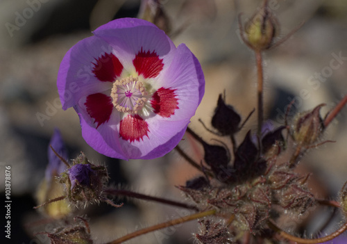 Desert Five Spot