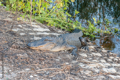 Hungry Alligator waits for reckless tourists in Brazos Bend State Park near Houston, Texas