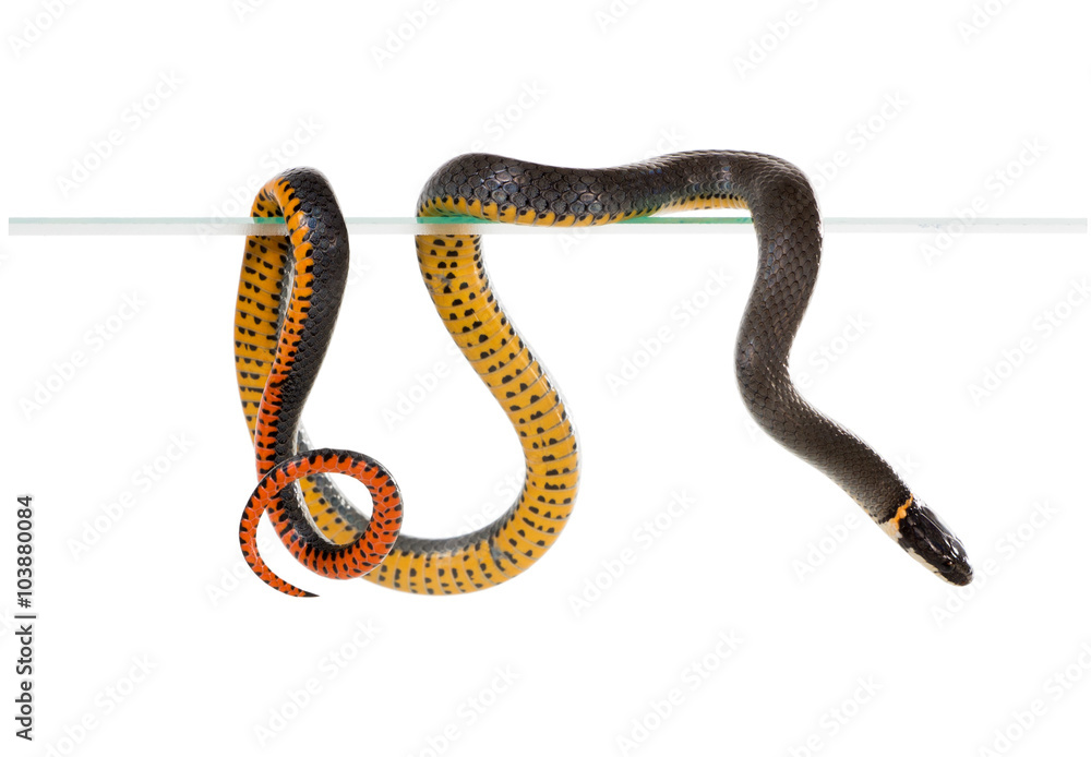 The ring-necked snake is best known for their unique defense pos The ring-necked snake is best known for their unique defense pos