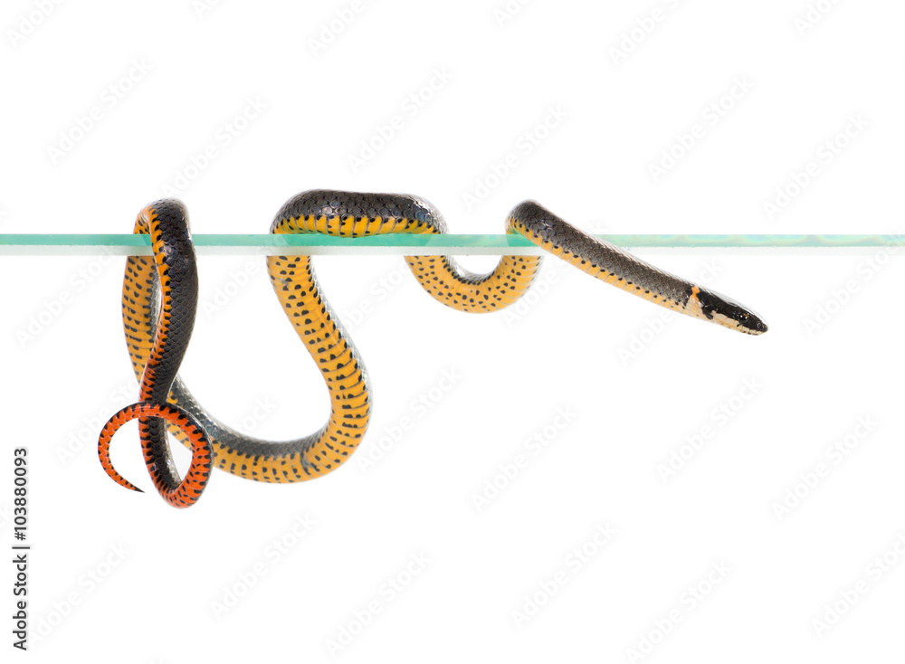 Naklejka premium Ringneck Snake (Diadophis punctatus)