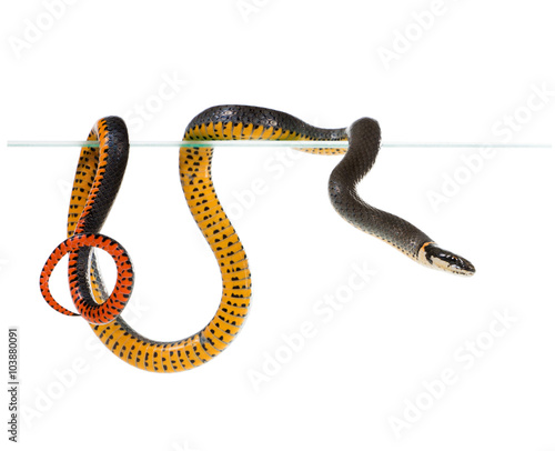 The ring-necked snake is best known for their unique defense posture of curling up their tails, exposing their bright red-orange posterior, ventral surface when threatened