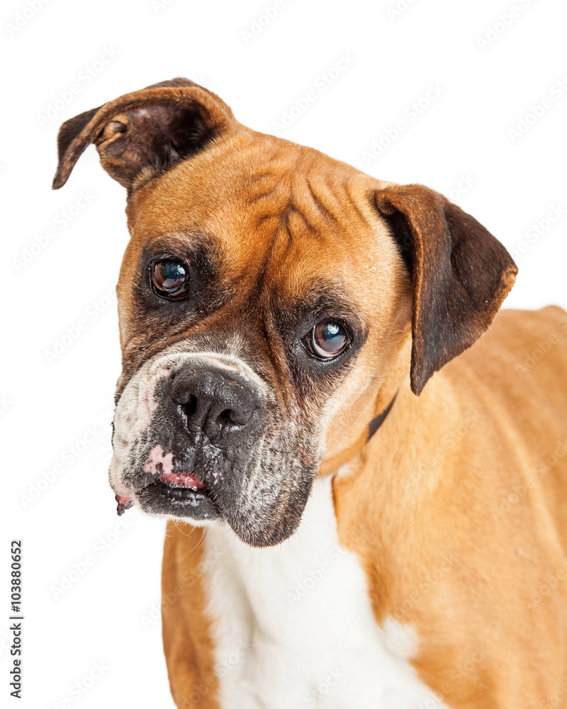 Beautiful Boxer Dog Closeup Portrait