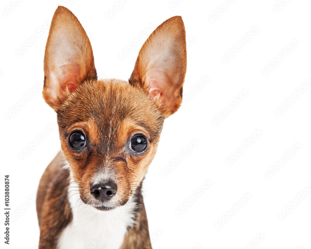 Closeup Portrait Cute Chihuahua Puppy Closeup Portrait Cute Chihuahua Puppy