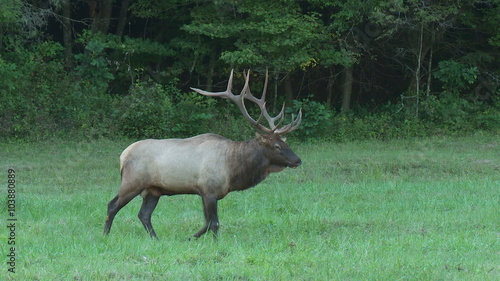 Wallpaper Mural Bull Elk (Cervus canadensis) Walking 3 Torontodigital.ca