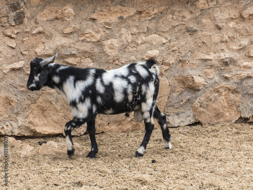 Goat Cheese Canary Island Icon Symbol