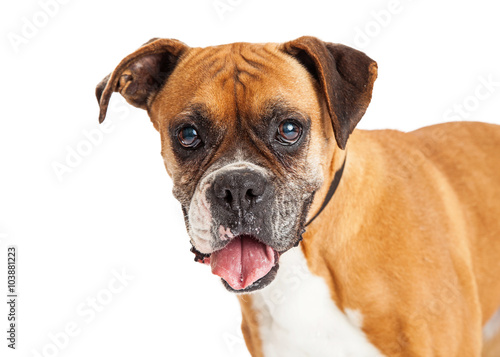 Portrait of Boxer Dog Looking Forward © adogslifephoto