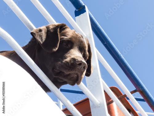 Dog Ship Boat Journey.