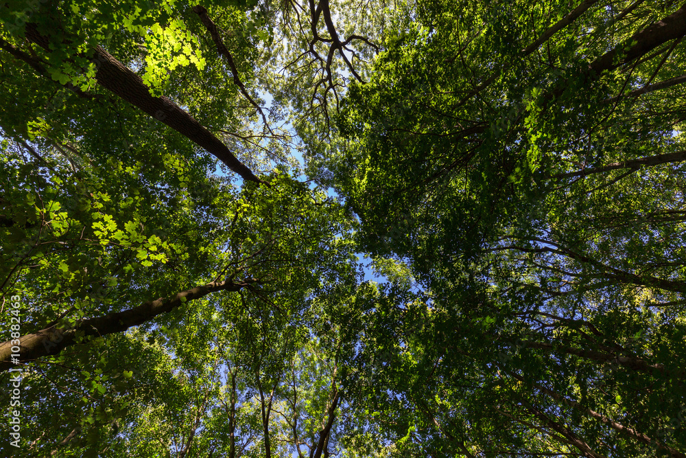 Fototapeta premium Tree foliage in summer