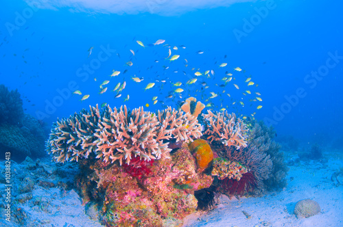 School of colorful fish on coral reef in ocean