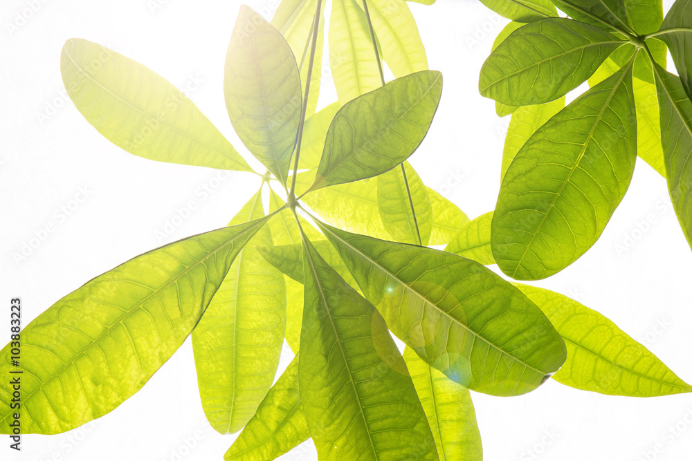 Fototapeta premium 観葉植物