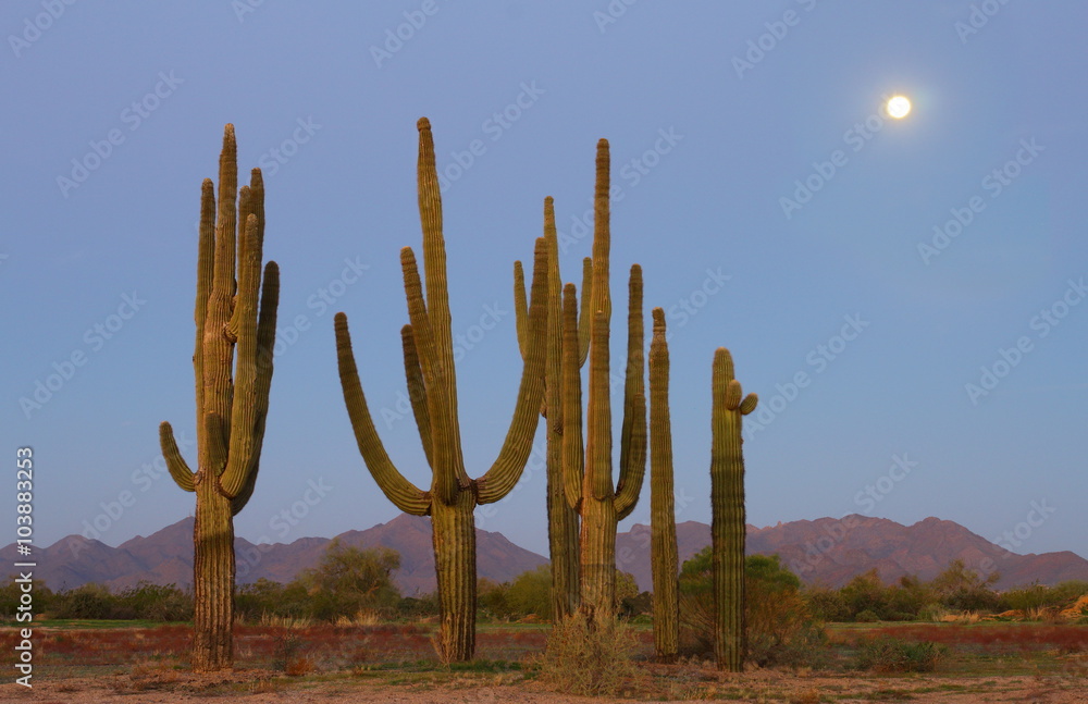 Cactus - Cactus in the Wild West desert at nighttime
