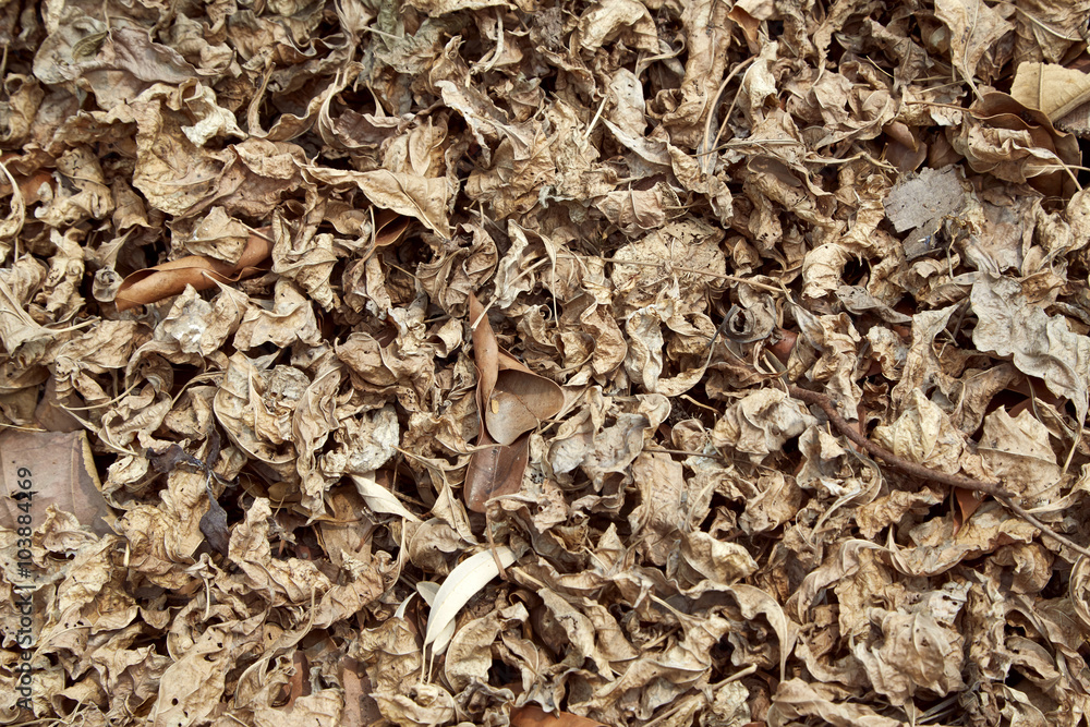 Dry leaf on the ground Dry leaf on the ground
