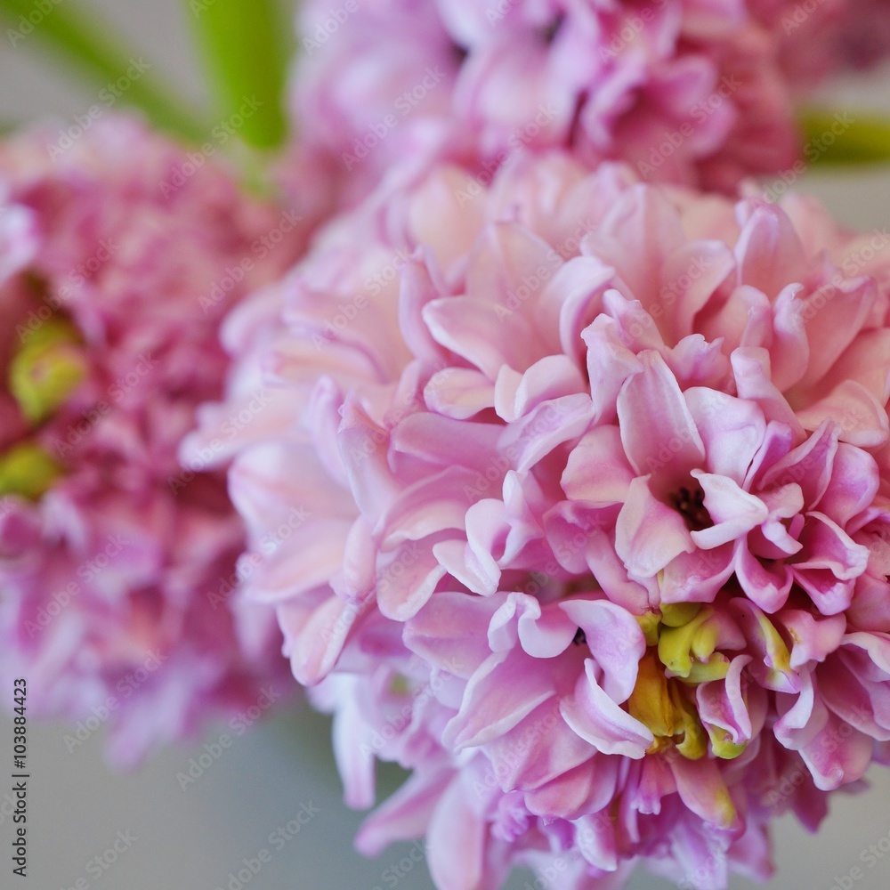 Bouquet of fragrant pink hyacinths