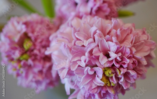Bouquet of fragrant pink hyacinths