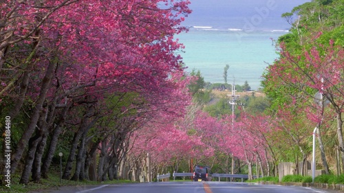 4K今帰仁城址の桜