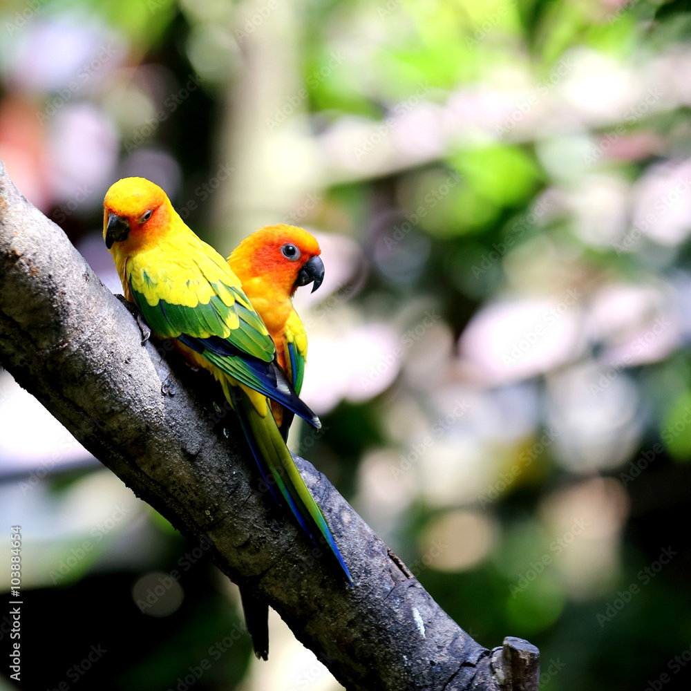Two Colourful Sun Conure Birds (Parakeets) Resting on Tree Branch Two Colourful Sun Conure Birds (Parakeets) Resting on Tree Branch